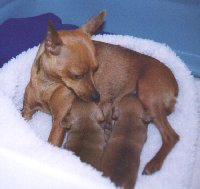 Dizzy and Puppies
