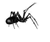 Animated Spider1.gif
