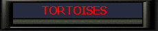 Tortoises.jpg