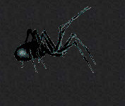 Cool Spider.jpg