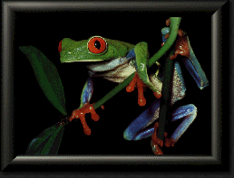 Red Eye Tree Frog.gif
