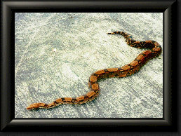 Redtail Boa.jpg