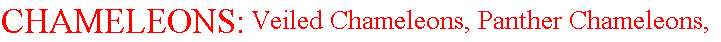 Chameleons Available.gif