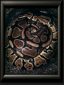 Ball Pythons.jpg