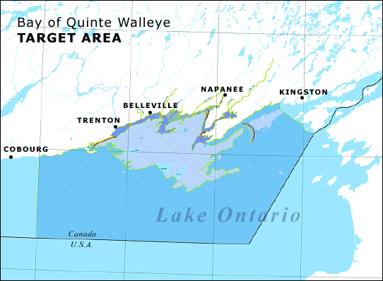 Bay Of Quinte Walleye Fishing Map Bay Of Quinte - The Decline Of The Walleye Species ...