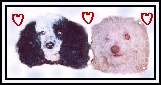 [Brandy&Buster]