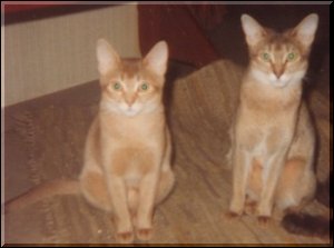 Brunnb�ckens Elvira (Micha) & ReyjaS Denise