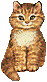 Sweet cat