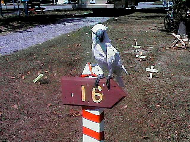 Camp-3.jpg (110280 bytes)