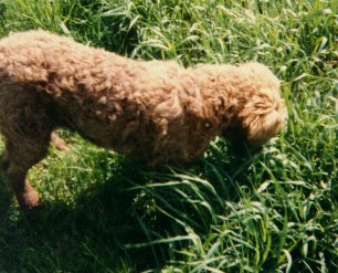 PAKA-VERY CURLY, TOO SOFT, TOO LONG
