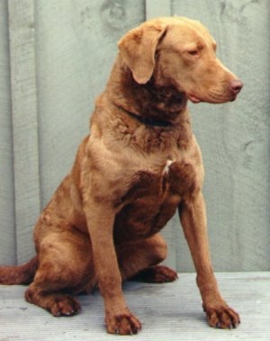 Medium Brown