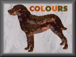 colour chart