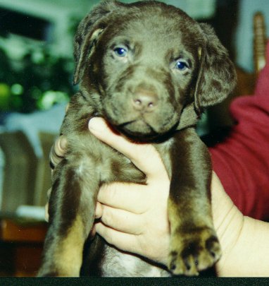 Tanpoint puppy showing leg markings