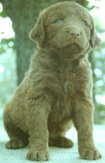 SUMMER PUP- HAD LONG HAIR 
