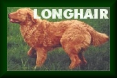  long haired Chesapeakes