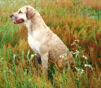 Lizzie, shaded deadgrass, sun bleached coat