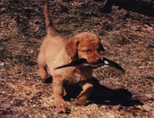 red- six weeks