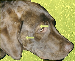 Brindle & tanpoint