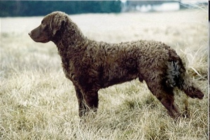 SCOTTIE- NOTE FUZZY EARS