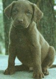 LITTERMATE- REGULAR COAT