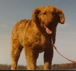 STORMY-HEAVY FEATHERING WHEN OLDER, TOO SOFT