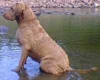Medium Brown