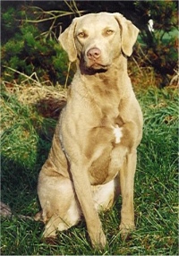 Light Brown