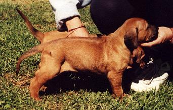 Boy4w.JPG (23828 bytes)