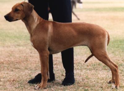 Maggie.JPG (19860 bytes)