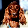 Tara Dog