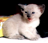 Little Kitten mewing