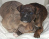 11199adopt2