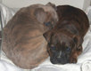 11199adopt3