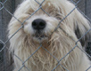 Shaggy