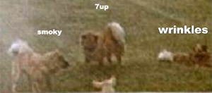 7-Up and Pups
