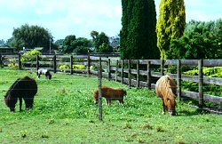 Miniature Horses