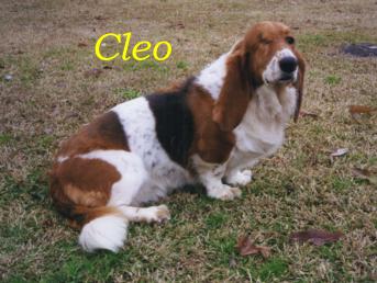 cleo