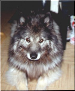 Koko Front