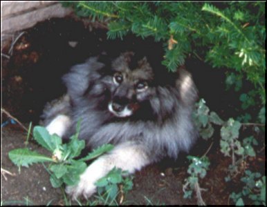 Keesha Garden