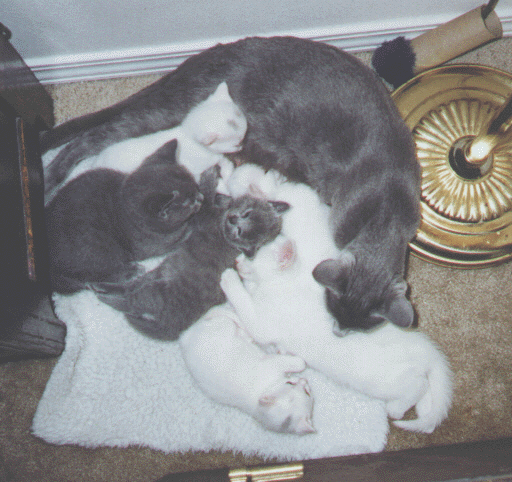 Angelina, her first litter and a friends litter