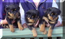 thegirls5weeks.jpg (38936 bytes)