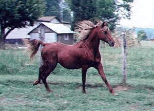 Sultan