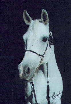Calliope