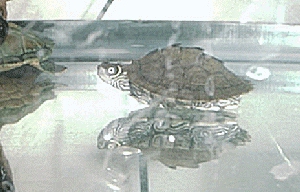 gizmo2