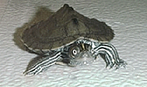 gizmo5