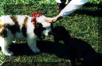 St. Bernard puppy and toy poodle puppy(39763 bytes)