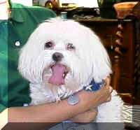 My buddy Casper, a most cool Maltese (25541 bytes)