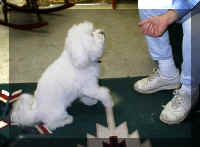 Casper - showing us his most impressive trick (55774 bytes)