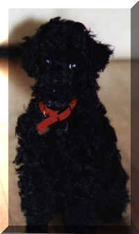 Verbi, the black toy poodle. He finally has learned to sit. (12649 bytes)
