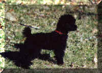 Verbier the spoiled black toy poodle (26427 bytes)